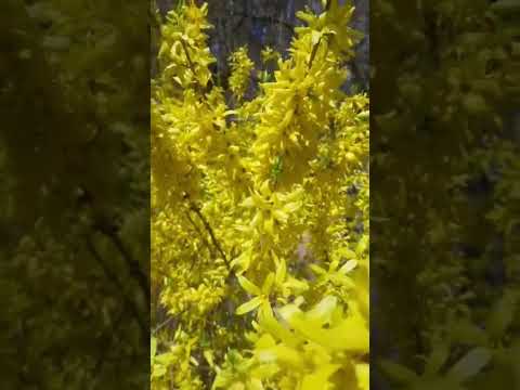 #song #music #coversong #telugusongs #hamsika #nature #musicsong #flowers #butifyoucloseyoureyes