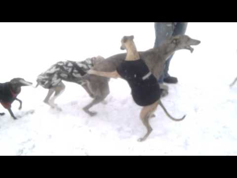 Morwin med vacker Greyhoundtik