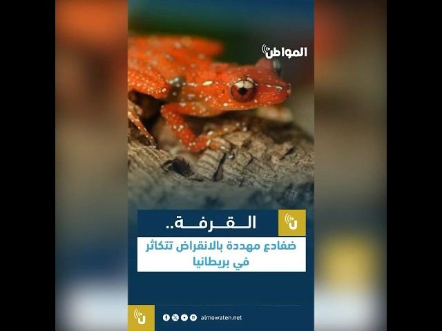 القرفة.. ضفادع مهددة بالانقراض تتكاثر في بريطانيا