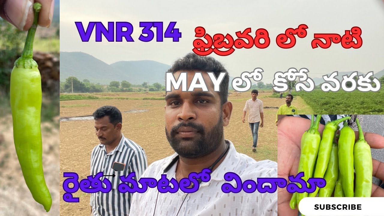 #vnr314 ఫ్రిబ్రవరి లో నాటి మే వరకు ఎలా ఉంటుందో రైతు మాటలో విందామా