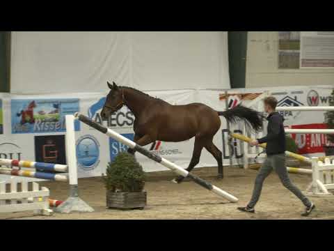 Élégance de Bellignies (Eldorado Van De Zeshoek x Quidam de Revel) 2 years old mare