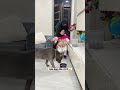 Brody Is Best Guard Dog Funny Pitbull Dog Shorts Harpreet SDC