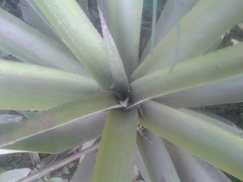 an English song -flower gives but not get