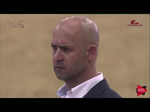 N 17 GHALEB AL NAAMAN   2019 Al Shaqab Arabian Horse Show Festival   Colts 2 Years Old Class 1B