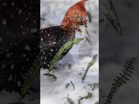 Magellanic Woodpecker in the Snow | Feeding a Juvenile | Tierra del Fuego - Birding Ushuaia