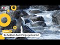 Verdwaalde pinguïn zwemt 3000 kilometer