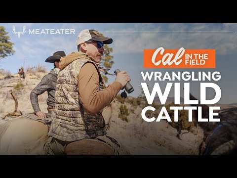 Wrangling Wild Cattle with Ryan Callaghan