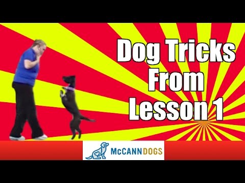 Kayl McCann Demonstrating A Couple Of Dog Tricks In Lesson 1