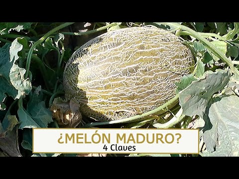 COMO SABER CUANDO UN MELÓN ESTÁ MADURO