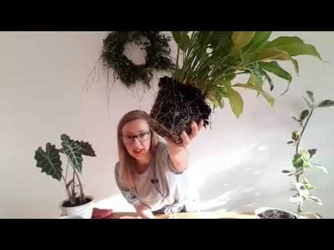 Jak przesadzać kwiaty doniczkowe?