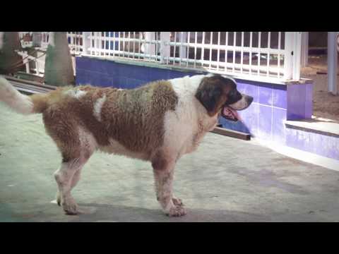 download lagu mp3 mp4 Animals Matter To Me Mumbai, download lagu Animals Matter To Me Mumbai gratis, unduh video klip Animals Matter To Me Mumbai