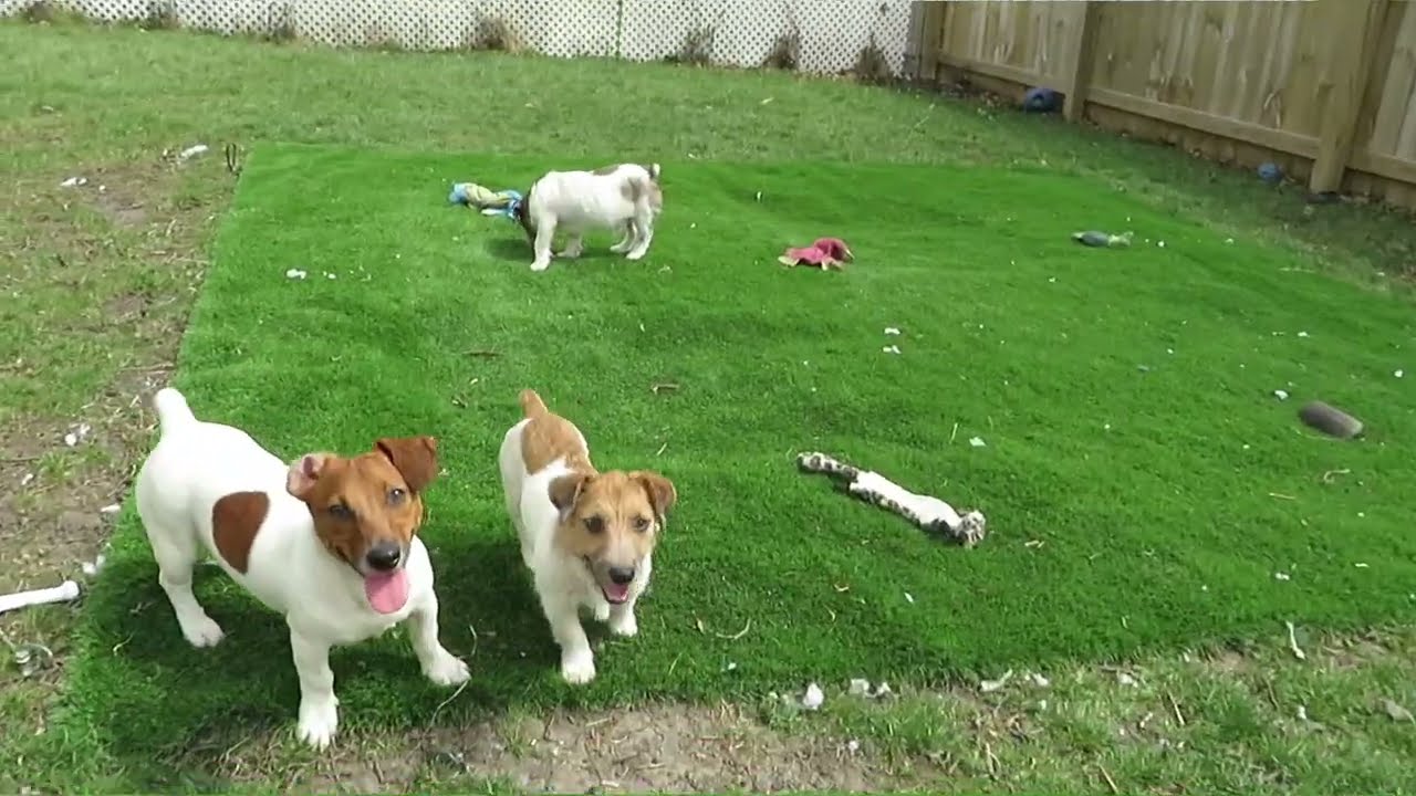 Enlarge Rocky, a Adoptable Jack Russell Terrier in Crown Point, IN video 5/5