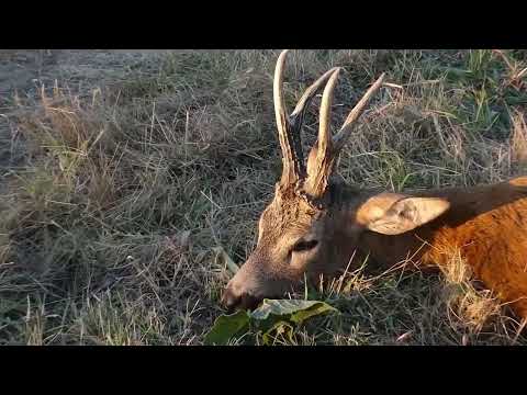 2 Kapitale abnorme Rehböcke Brunft 2022