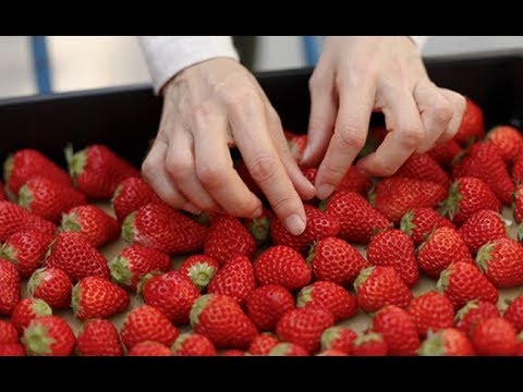La fraise, par Les vergers Boiron / The strawberry - by Les vergers Boiron - 4min