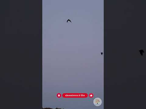 Fledermäuse im Winterschlaf: 3 tödliche Fehler am Haus vermeiden