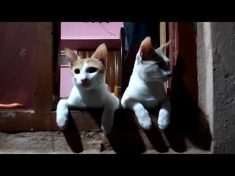 Adorable Cats - Most Beautiful Cats In The World