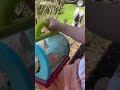 Catching caterpillars that will turn into butterflies!