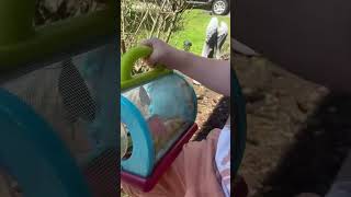 Download lagu Catching caterpillars that will turn into butterflies! mp3