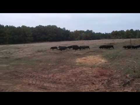 "Dresura"  mangulica i moravki