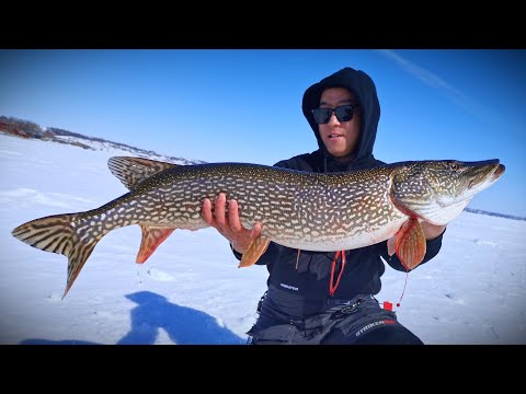 New Ice PB Northern Pike on iFish Pro TipUp | March Madness!!