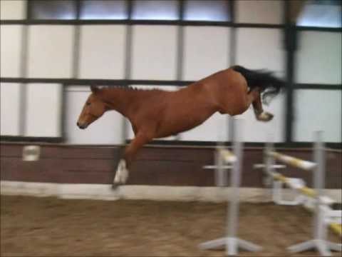 CLYDE 4j. Hann. v. Contagio - Quattro  VB 6.000,- Euro