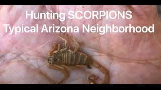 Hunting SCORPIONS - typical Arizona home