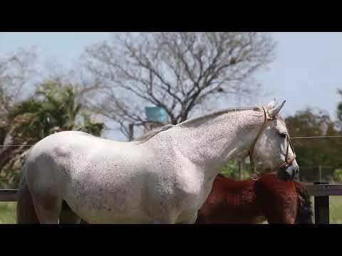 LAS CALLANAS LEY MAGNA