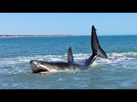 Pearson Brothers Winery films 15ft Great White Shark and they also make a Great White Wine