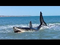 Great White Shark hunting in Shallow Water.  Filmed by Pearson Brothers Winery owner while in Mexico