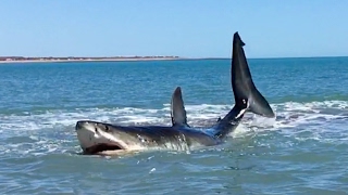 Pearson Brothers Winery films 15 ft white shark in 3 ft of water