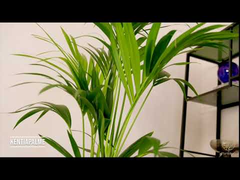 Kentiapalme