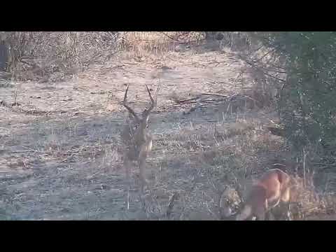 Djuma: Nyala female and then Impala males - 07:16 - 09/28/21