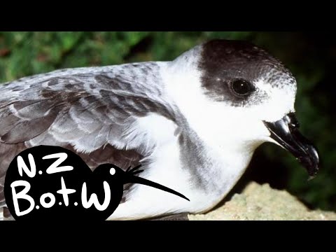 White-naped petrel - New Zealand Bird of the Week