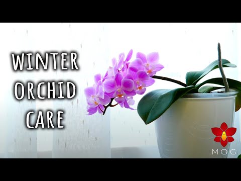 Winter Care Tips for Phalaenopsis Orchids - Orchid Care for Beginners