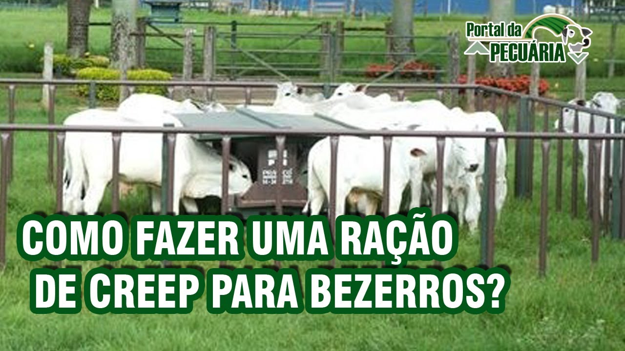 Como fazer uma ração de creep para bezerros?