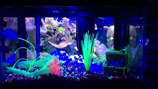 Virtual aquarium