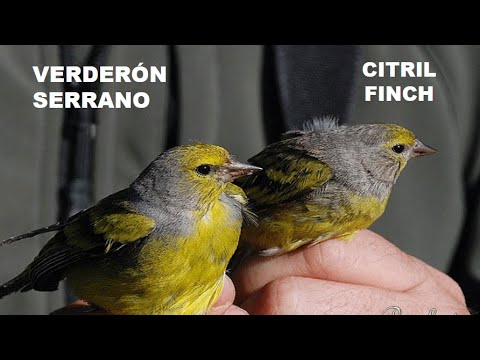 VERDERÓN SERRANO | CITRIL FINCH | Serinus citrin