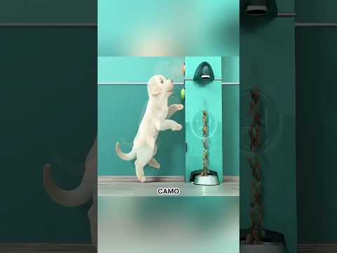 Bio Je Premalen Za Školu Pasa Vodiča… Ali Spasio Je Slijepu Djevojku! #viralshorts #shorts