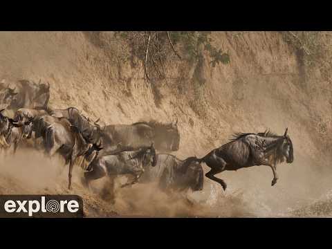 Maasai Mara Wildlife Cam