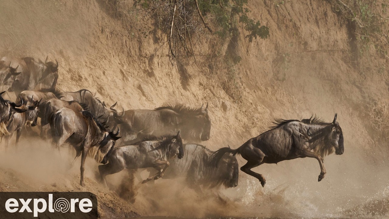 Live webcam view of Mara River Main Crossing
