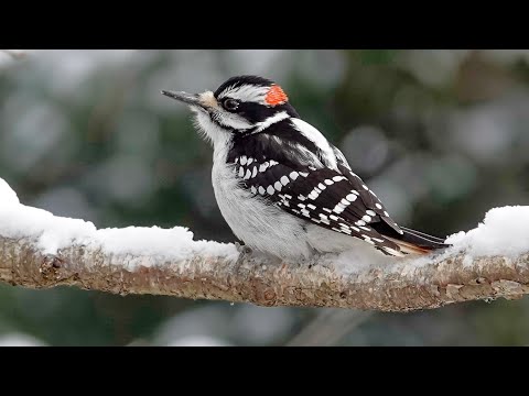 Hairy Woodpecker: Calls (7 February 2025)