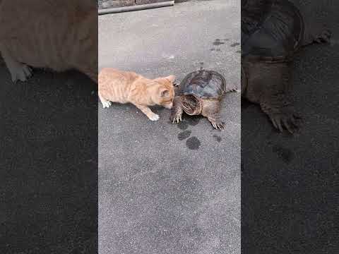 Cats Reflexes 💀 🗿