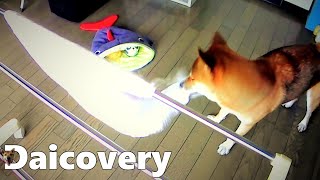 【柴犬】～だいず社長のお留守番～【悪戯】