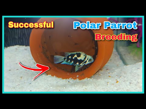Successful Polar Parrot Fish Breeding Tutorial 😍😍 || Breeding Cichlid Fish at Home