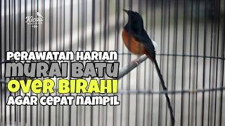Download lagu How to care for over-excited magpie robins so they can perform quickly mp3
