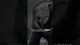 Animals That Can Commit Suicide #facts
