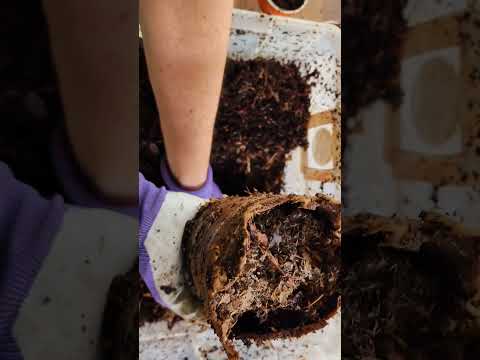 What's Little Wally up to? Last Check for 2022!