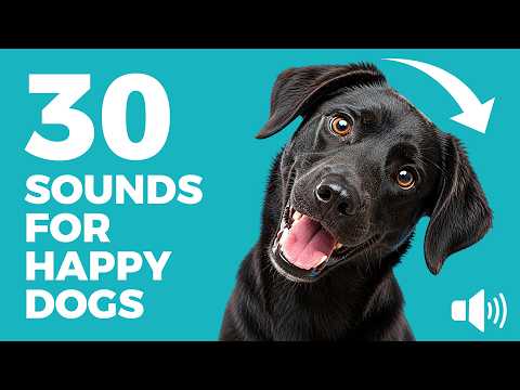30 DOG Sounds That Dogs Love to Hear | Test Your Dog's Reaction 🐶