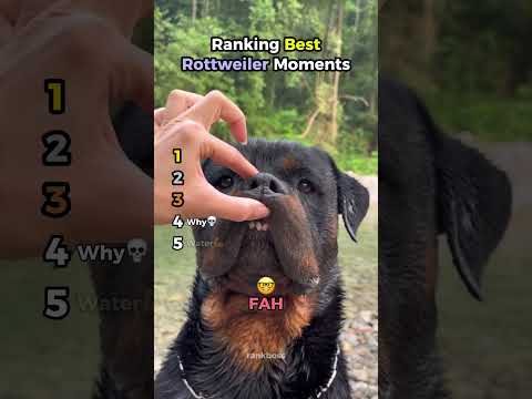 Ranking Best Rottweiler Moments
