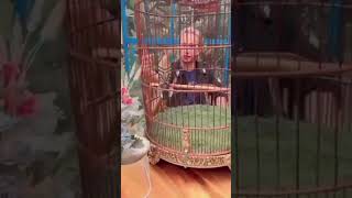 Download lagu HABIB BAHAR PELIHARA BURUNG NABI SULAIMAN (BURUNG HUD-HUD) mp3 Download lagu HABIB BAHAR PELIHARA BURUNG NABI SULAIMAN (BURUNG HUD-HUD) mp3